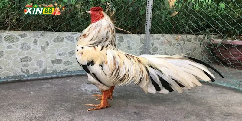 Bí quyết chăm sóc gà ngũ sắc