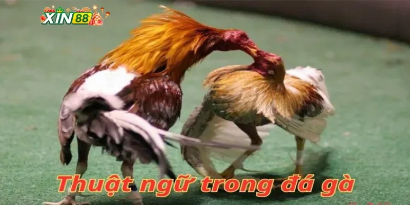 Các thuật ngữ đá gà phổ biến tại Xin88