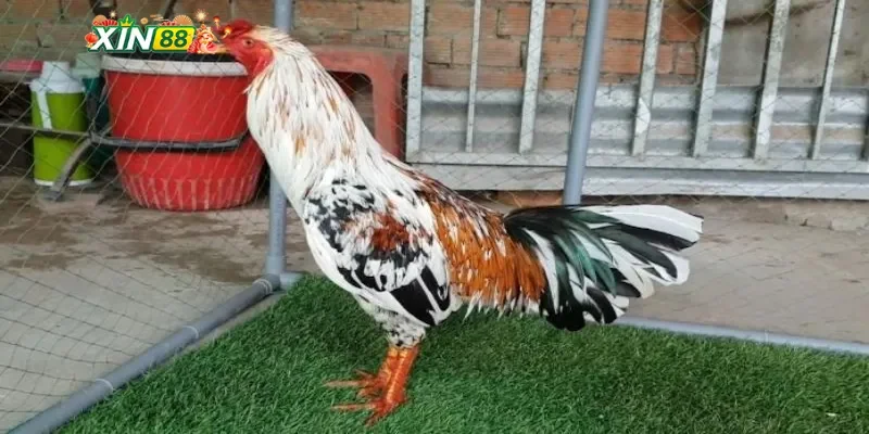 Cách chọn gà chọi ngũ sắc chất lượng