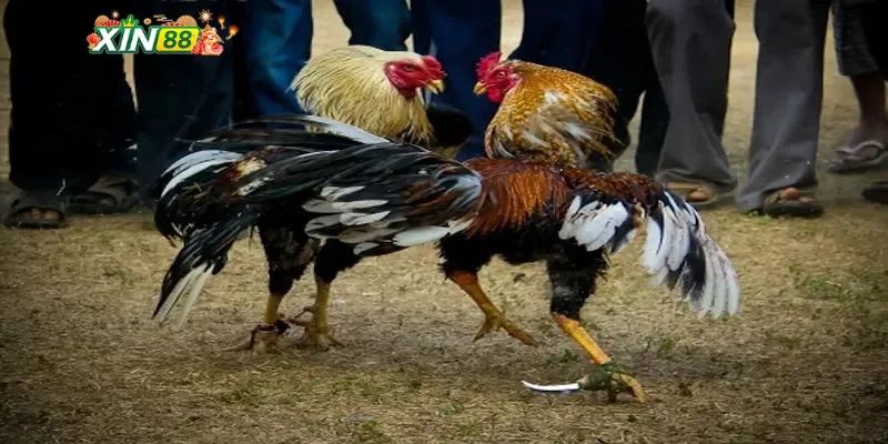 Mẹo tham gia đá gà cựa sắt hiệu quả