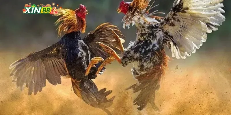 Những điều cần biết khi theo dõi trực tiếp đá gà C1