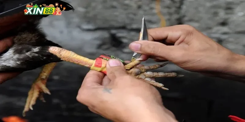 Tại sao đá gà cựa sắt tại Xin88 lại hấp dẫn?