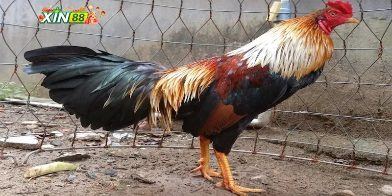 Tìm hiểu về gà chọi ngũ sắc