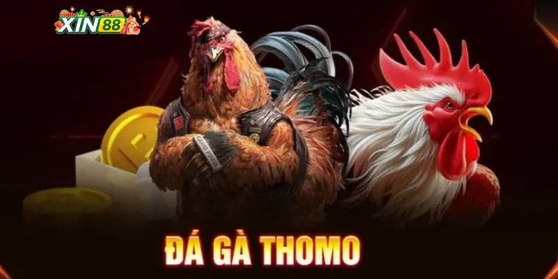 Tổng quan về đá gà Thomo