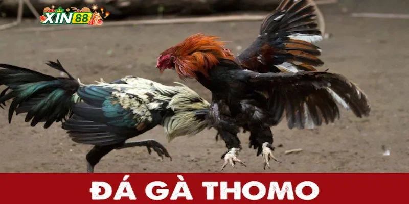 Trải nghiệm đá gà Thomo tại Xin88
