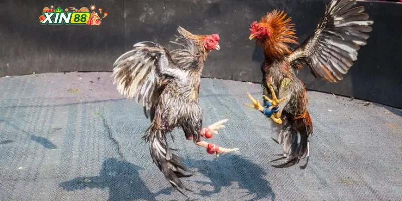 Trải nghiệm trực tiếp đá gà C1 trên sân cược Xin88